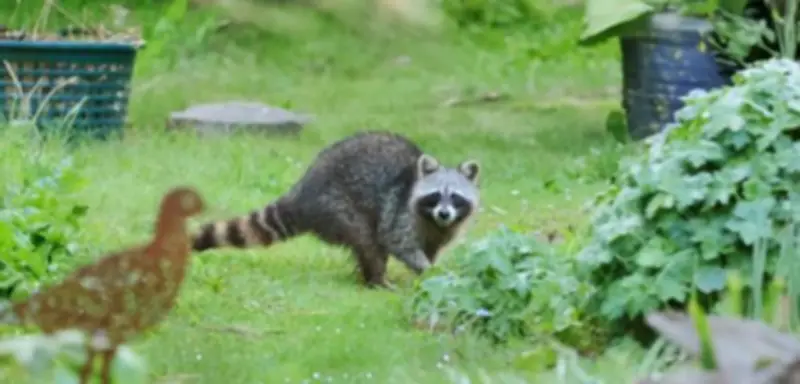 Waschbär-Invasion in Deutschland: CDU-Politikerin fordert Kopfgeld für Abschüsse