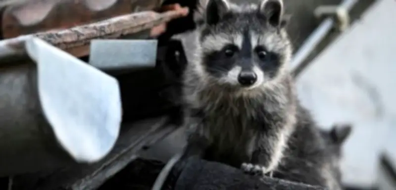 Waschbär-Invasion in Deutschland: CDU-Politikerin fordert Kopfgeld für invasive Art