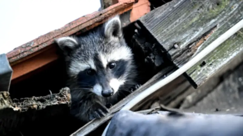 Waschbär-Plage im Dachstuhl: Ein Hausbesitzer berichtet von seinem teuren Kampf