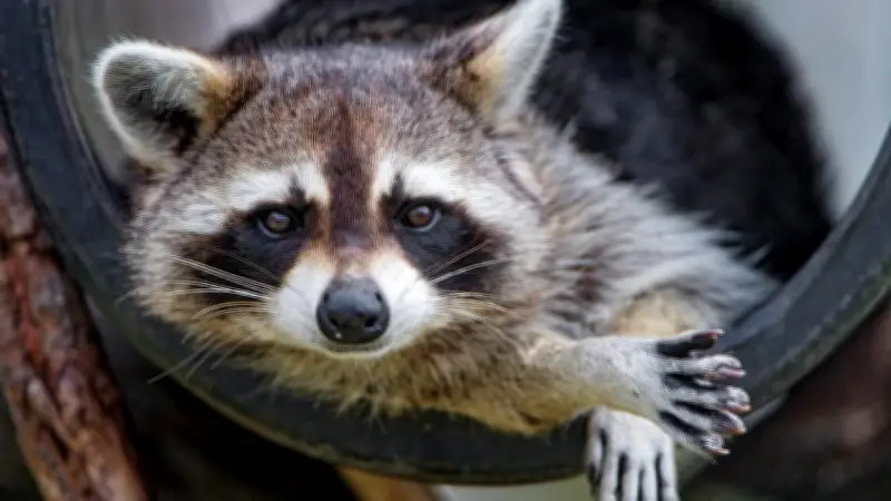 Waschbär-Plage in Deutschland: CDU-Politikerin fordert Kopfgeld und ganzjährige Jagd