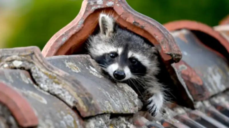 Waschbären kehren nach Stavenhagen zurück: Neue Plage in der Innenstadt