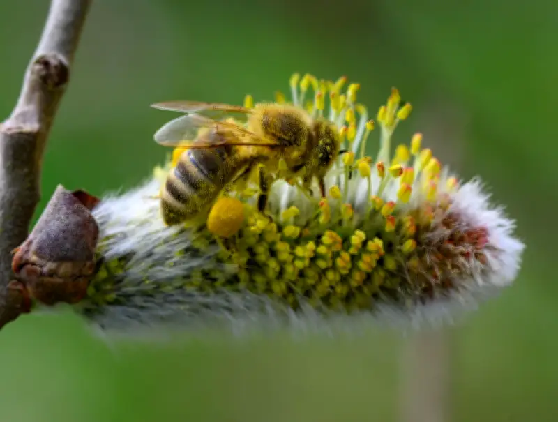 Weidenkätzchen nicht pflücken: Warum die flauschigen Zweige für Insekten überlebenswichtig sind