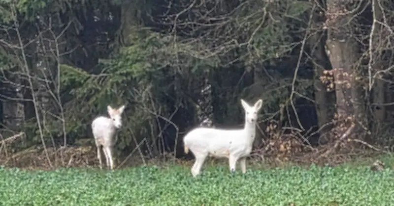 Weiße Rehe in Niederbayern: Seltene Sichtung löst Debatte über Tierschutz aus