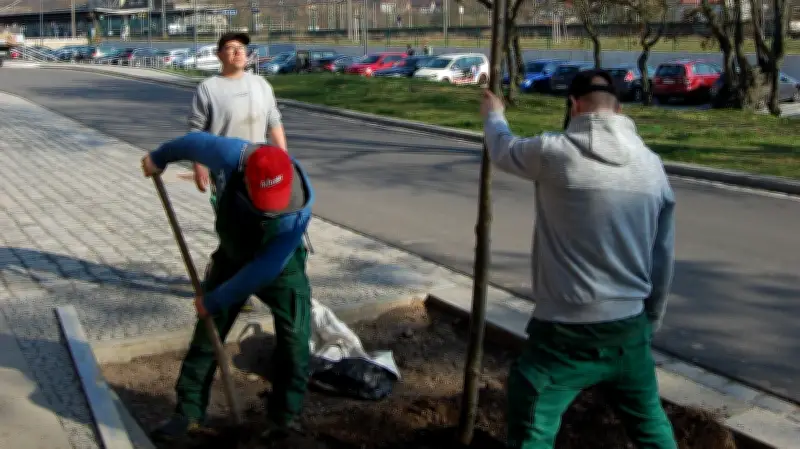 Weinbergstraße in Weißenfels erhält grüne Aufwertung: Straßensanierung endet mit Bepflanzung