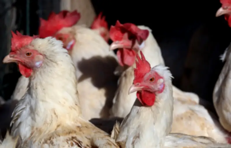 Weitere Newcastle-Krankheit-Fälle in Dahme-Spreewald: 84.000 Tiere betroffen