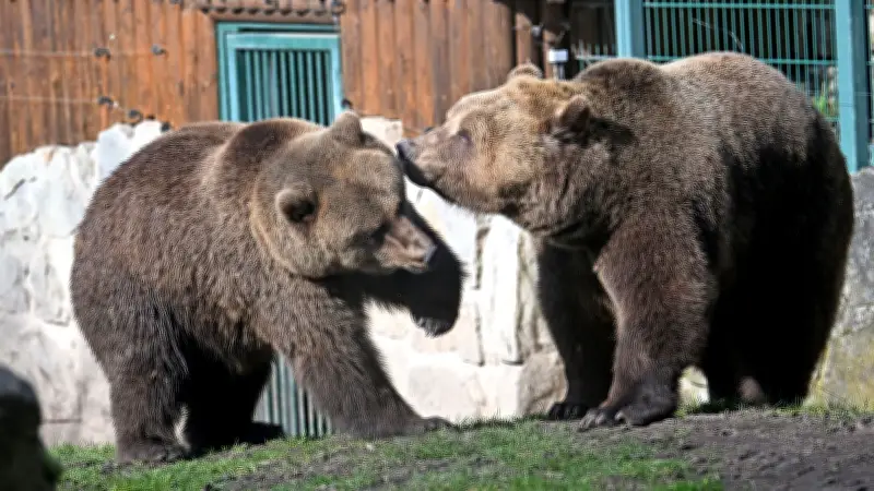 Welt-Bärentag im Zoo Aschersleben: Braunbären Mette und Bambam im Rampenlicht