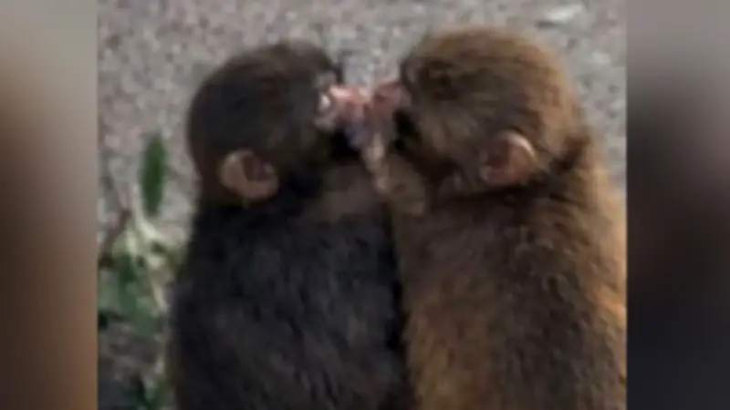 Weltberühmter Affe Punch: Jetzt hat er eine Freundin gefunden