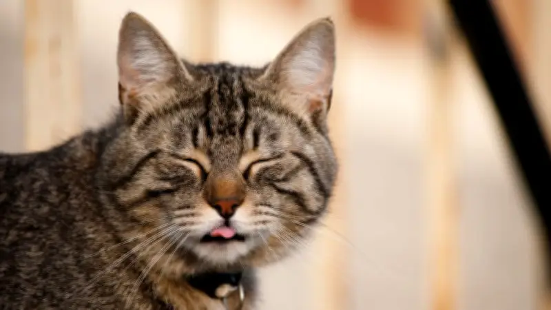 Wenn die Zunge hängen bleibt: Was hinter dem süßen Katzen-Phänomen steckt