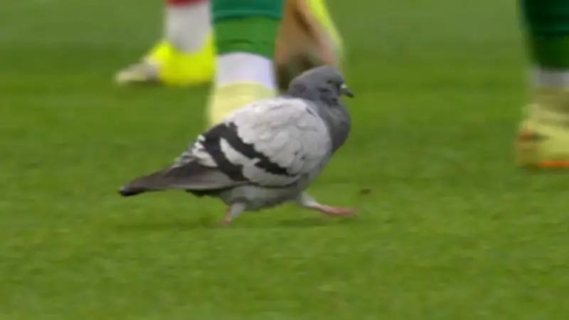 Werder gegen Mainz: Kurioser Tauben-Vorfall bei Bundesliga-Spiel