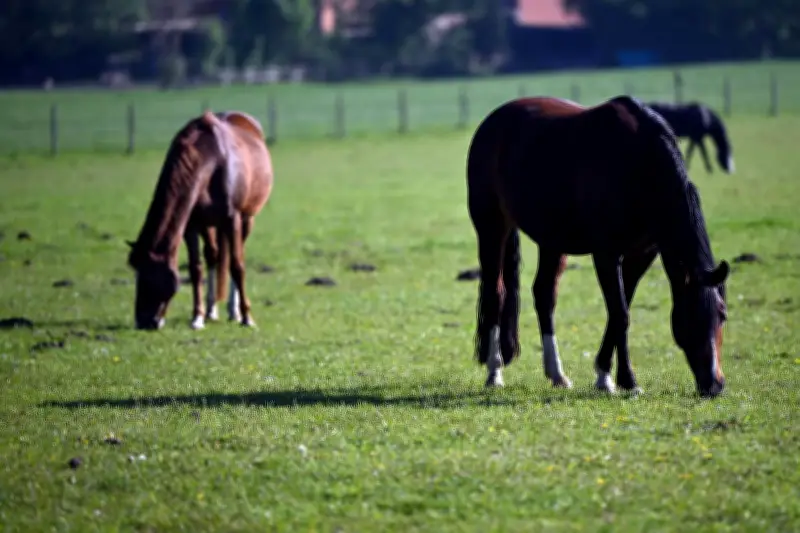 West-Nil-Virus bei Pferden: Sächsische Behörden raten dringend zur Impfung