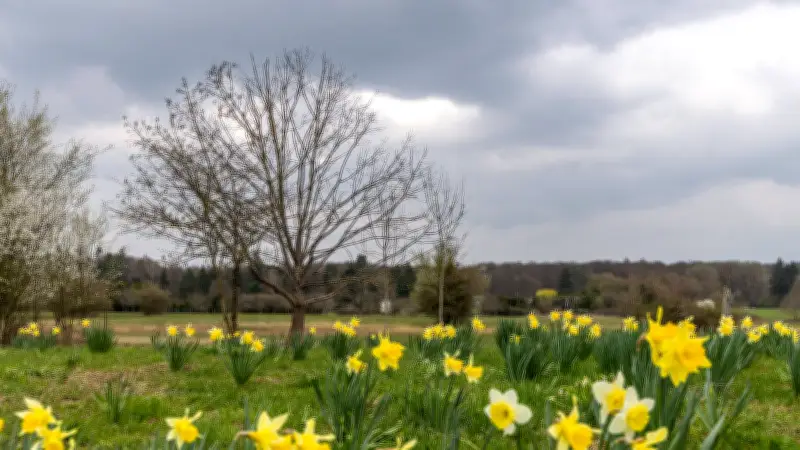 Wetter in Sachsen-Anhalt: Wolken, Regen und Gewitter sorgen für ungemütliche Tage