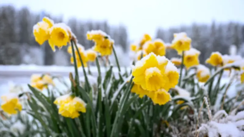 Wetter-Kapriolen: Von 17 Grad zu Schnee und Frost - Experte erklärt den Frühlings-Schock