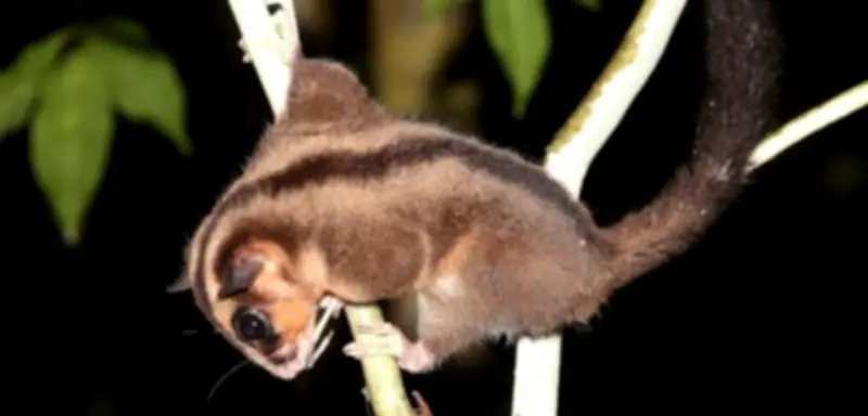 Wiederentdeckung totgeglaubter Beuteltiere nach 6000 Jahren auf der Vogelkop-Halbinsel