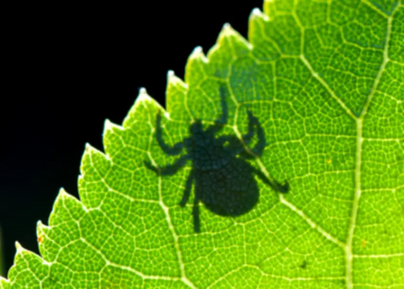 Wiesenzecke erobert Norddeutschland: Neue Risiken für Mensch und Hund