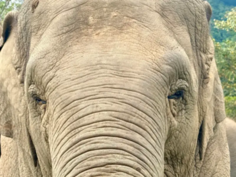 Wilder Elefant verwüstet thailändisches Restaurant - Mensch-Tier-Konflikte nehmen zu