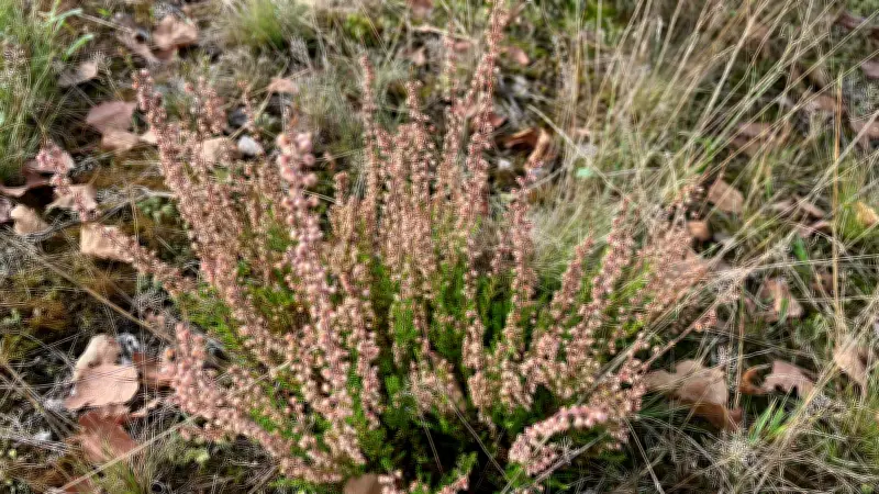 Wildnisstiftung startet Arten-Pirsch: Ostern 2026 wird zur Challenge für Biodiversität in Brandenburg