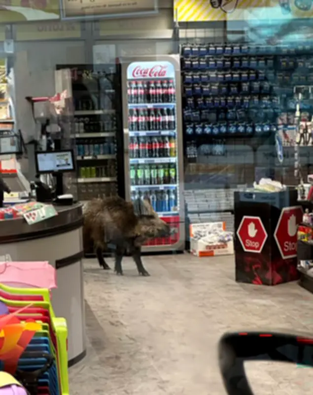 Wildschwein-Besuch in Berliner Einkaufszentrum: Polizei und Tierpark im Einsatz