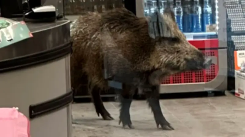 Wildschwein im Einkaufszentrum: Polizei setzt Europaletten und Schilde ein