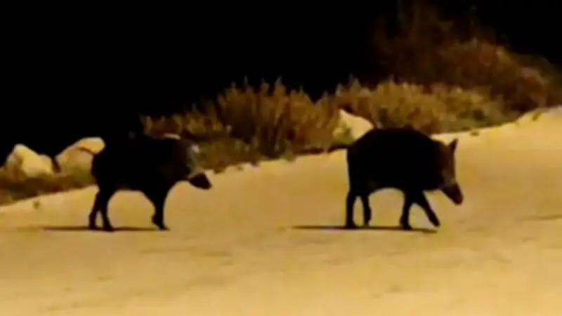 Wildschwein-Invasion bedroht kroatische Urlaubsparadiese an der Adria