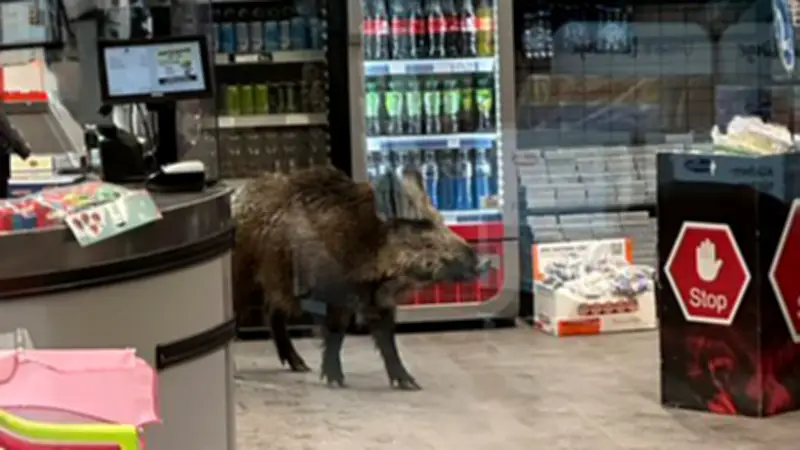 Wildschwein stürmt Berliner Einkaufszentrum – Polizei setzt auf ungewöhnliche Methoden mit Europaletten