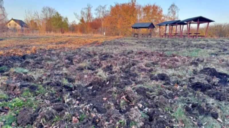 Wildschweine verwüsten Feierplatz in Petersroda - Gemeinde plant Schutzzaun