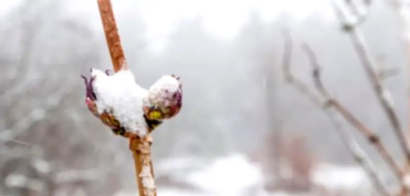 Winterliches Comeback: Schnee kehrt kurz vor Frühlingsbeginn zurück