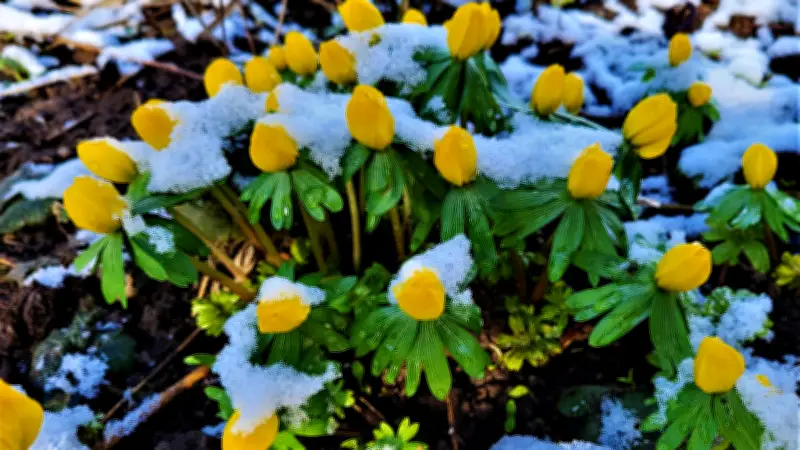 Winterlinge und Schneeglöckchen verzaubern Waldpark Vogelsang - Giftige Schönheiten im Frühlingserwachen