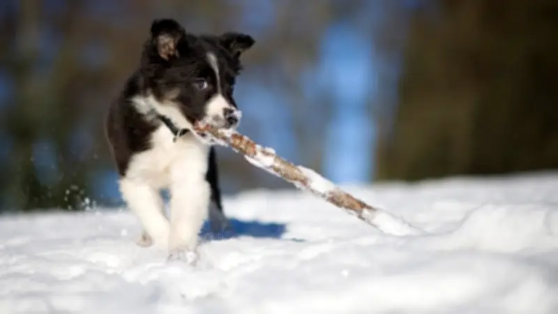 Winterwelpen richtig vorbereiten: So gelingt der gelassene Start in den Frühling