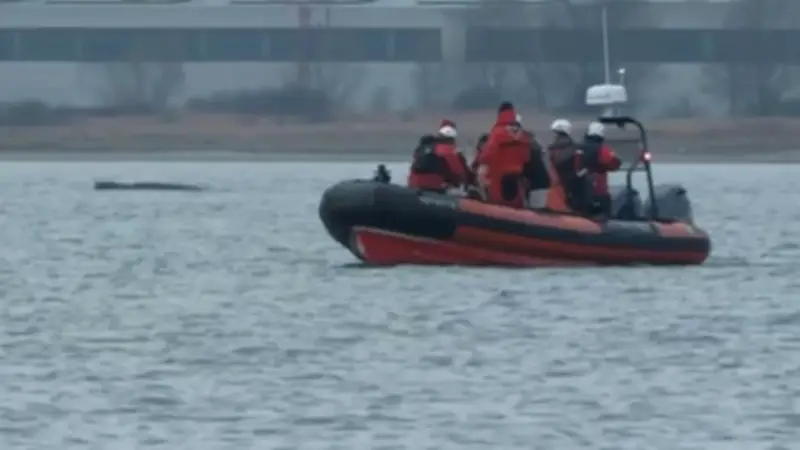 Wismarer Bucht: Buckelwal erneut auf Sandbank gestrandet - Rettungsversuche laufen