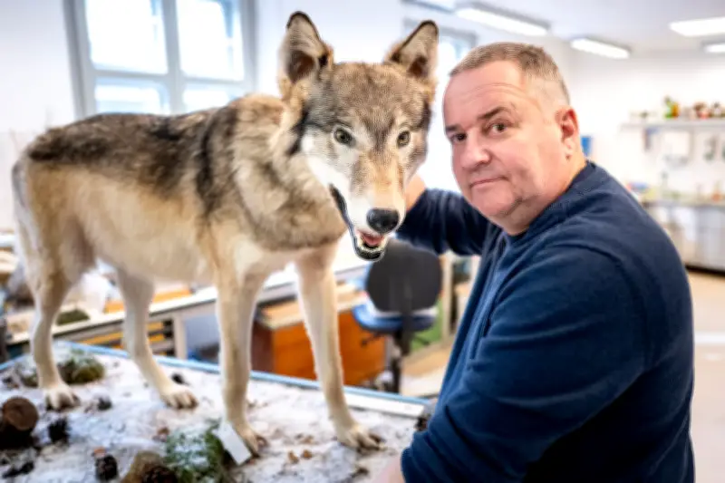 Wölfe im Museum und bald in Jägerstuben? Einzigartige Sammlung in Brandenburg