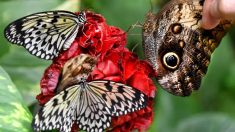 Wochenendtipps für Wittenberg und Umgebung: Schmetterlinge, Ostermarkt und Kultur