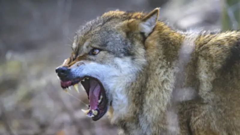 Wolf beißt Frau in Hamburg: Polizei fängt Raubtier nach Flucht durch die Stadt