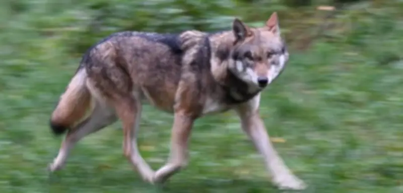 Wolf beißt Frau in Hamburg: Polizei zieht Tier aus der Binnenalster