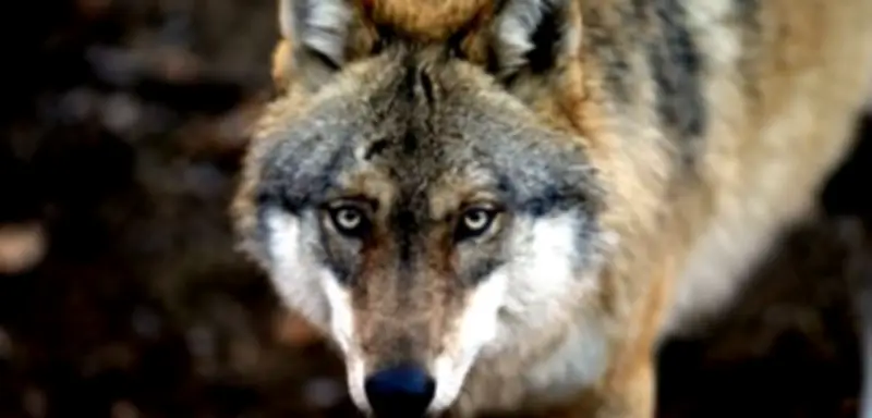 Wolf greift Frau in Hamburger Einkaufspassage an – Erster Angriff seit Rückkehr