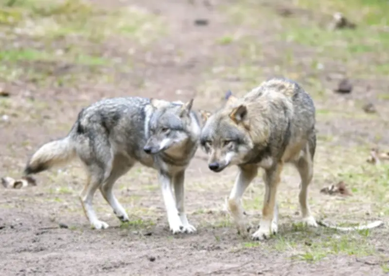 Wolf im Jagdrecht: Brandenburg erlaubt leichteren Abschuss - Naturschützer protestieren