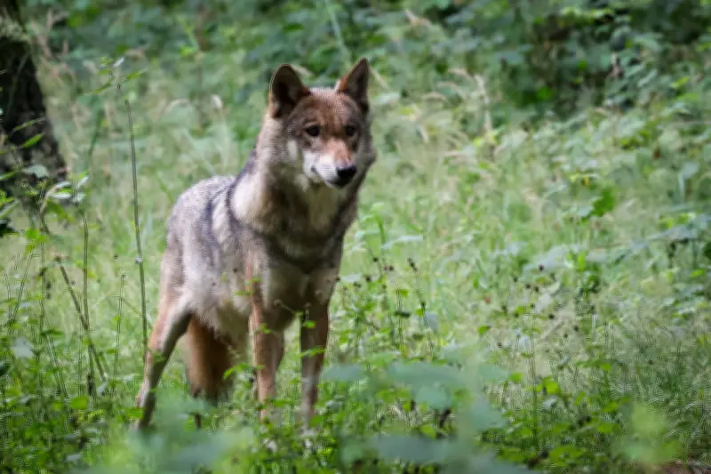 Wolf in Deutschland: Abschusserleichterung entfacht Debatte zwischen Naturschutz und Landwirtschaft