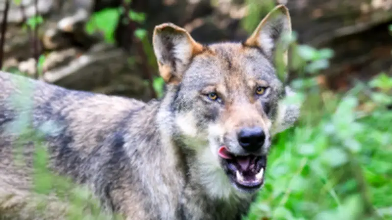 Wolf in Hamburg-Blankenese gesichtet: Experte bestätigt Raubtier in noblem Stadtteil