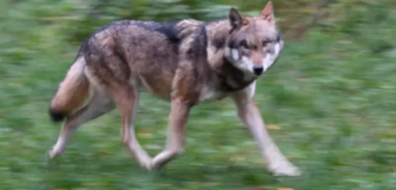 Wolf in Hamburg gesichtet: Raubtier durchstreift Stadtteile Blankenese und Othmarschen