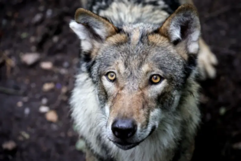 Wolf in Hamburg: Schicksal des angreifenden Wolfs nach Bissvorfall ungewiss