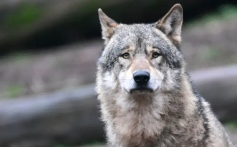Wolf nach Angriff in Hamburg: Tier in niedersächsischer Wildtierstation untergebracht
