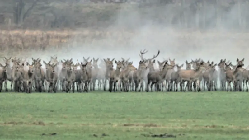 Wolf verändert Rotwild-Verhalten: Großrudel verursachen massive Schäden in Mecklenburg