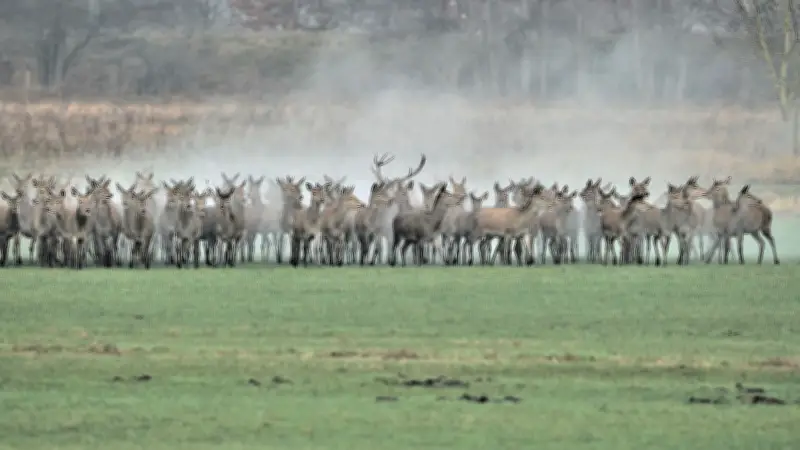 Wolf verändert Rotwild-Verhalten: Großrudelbildung führt zu massiven Wildschäden in Mecklenburg