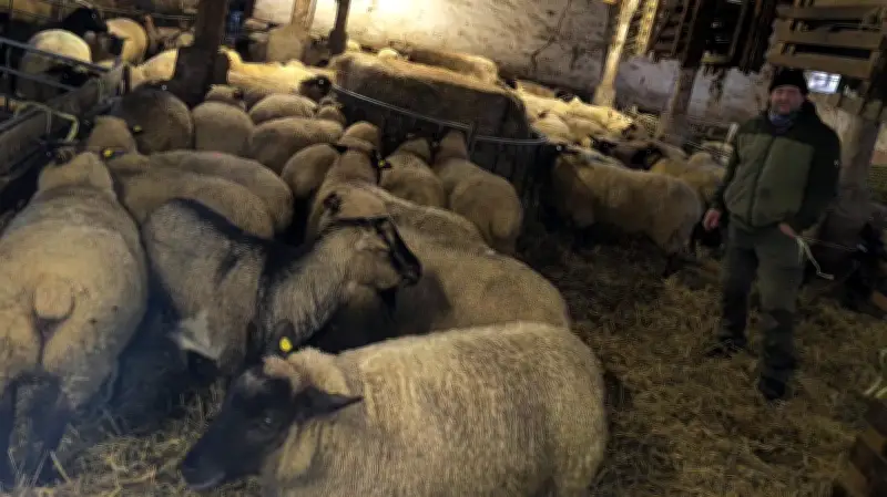 Wolfsangriff bei Bredenfelde: Massaker an Schafen und Lämmern löst Angst und Forderungen aus