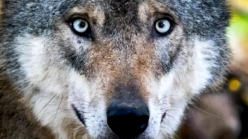 Wolfsangriff in Hamburg schürt Debatte: Keine auffälligen Tiere in Mecklenburg-Vorpommern