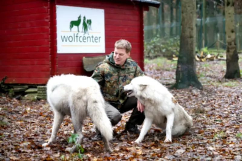 Wolfsexperte warnt: Abstand halten trotz geringer Angriffsgefahr auf Menschen