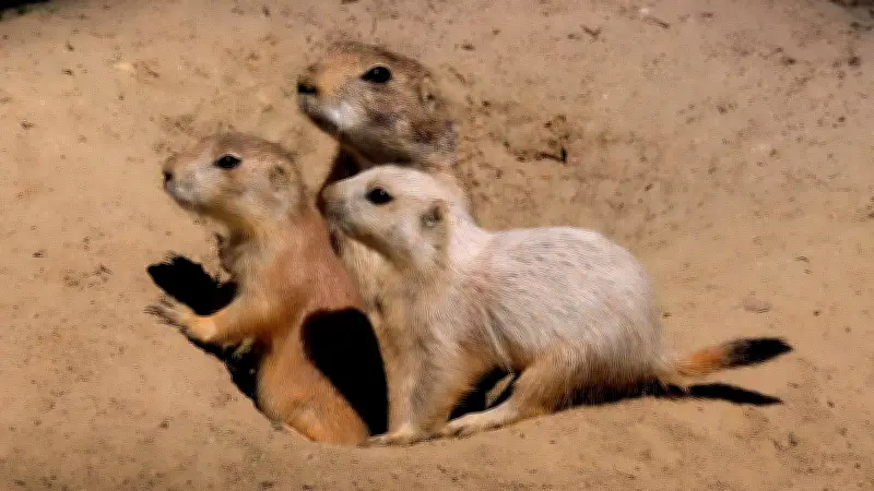 Wolgaster Tierpark in akuter Finanznot: Betrieb und Bildungsangebote gefährdet