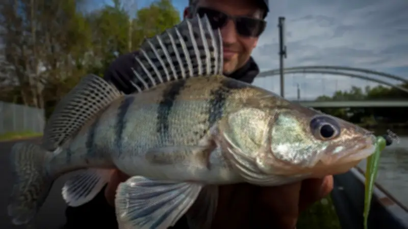 Wolgazander erobert Norddeutschland: Neue Raubfischart in elf Gewässern nachgewiesen