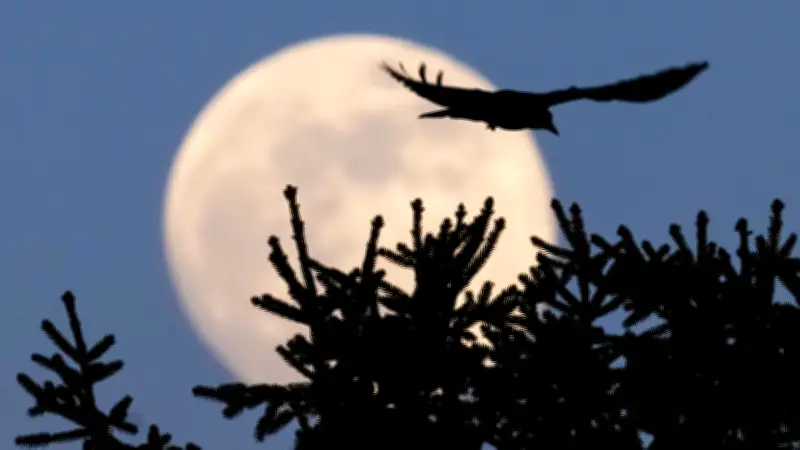 Wurmmond am 3. März: Der Frühlingsbote über Sachsen-Anhalt und seine globalen Bedeutungen