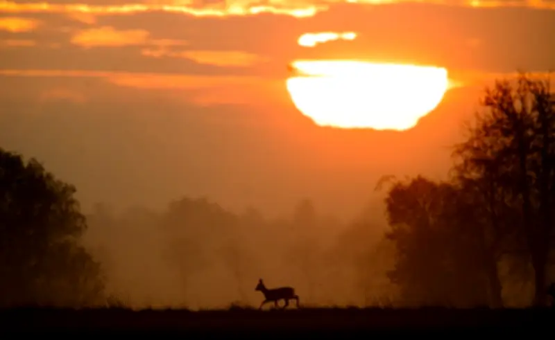 Zeitumstellung erhöht Wildunfall-Gefahr: Tipps für Autofahrer in der Dämmerung