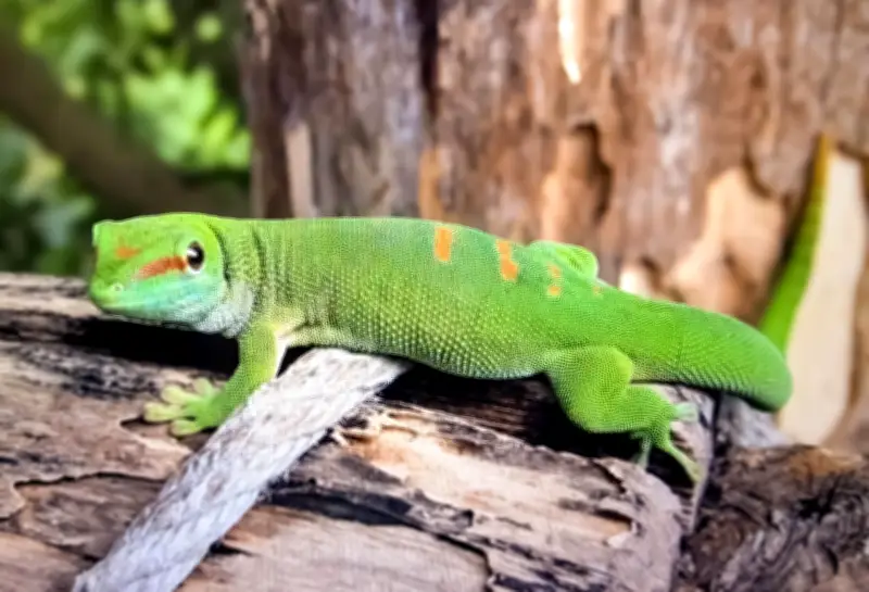Zeitzer Rentner züchtet Geckos im Plattenbau: Ein ungewöhnliches Hobby mit tierischem Nutzen